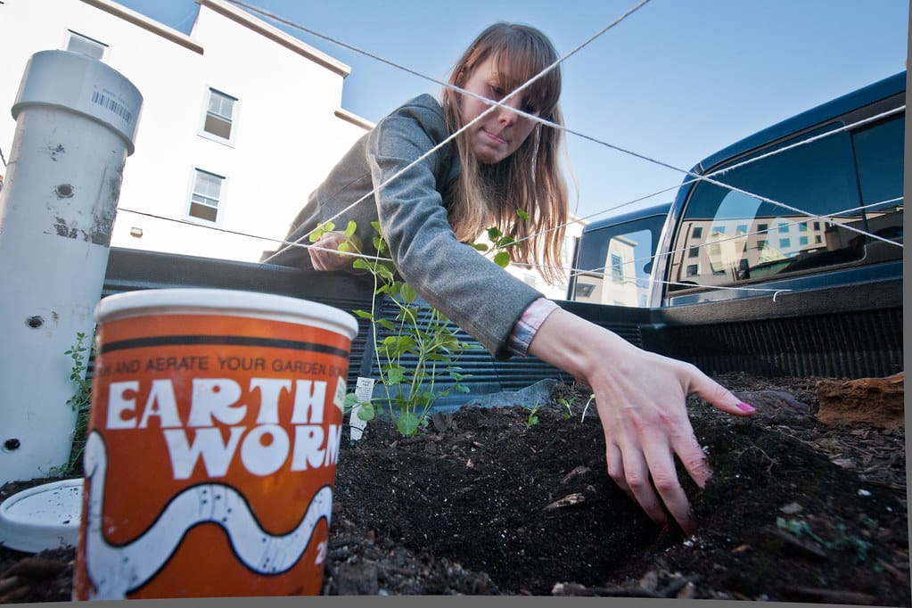 A hand pressing a young seedling into dark, mulched soil in a garden bed