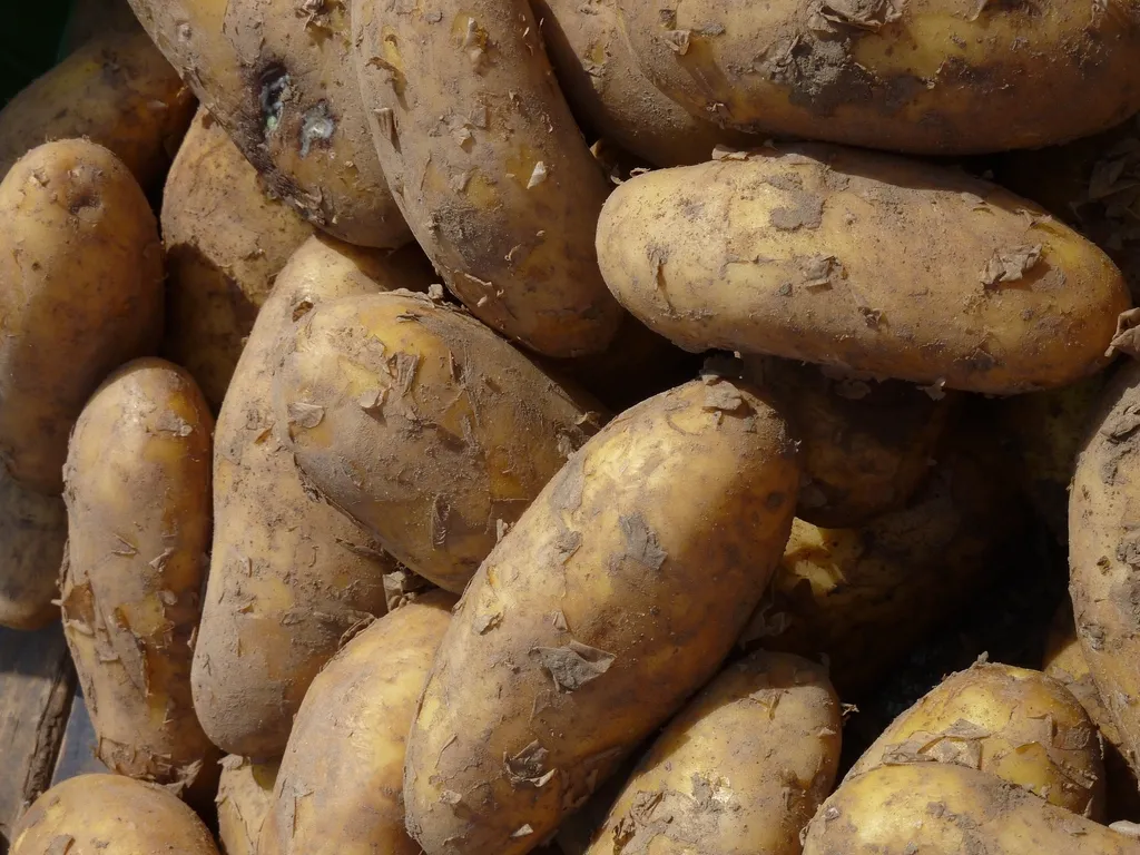 Unwashed potatoes piled loose, soil still clinging to the skins