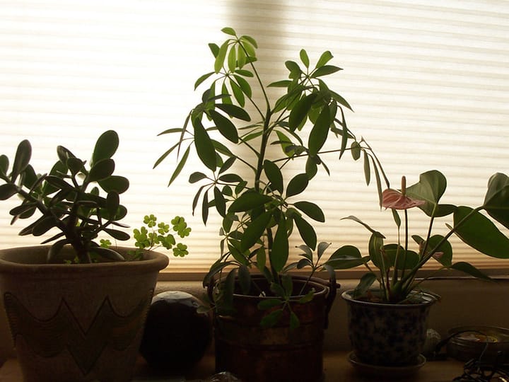 Three potted houseplants lined up on a windowsill against a lit blind