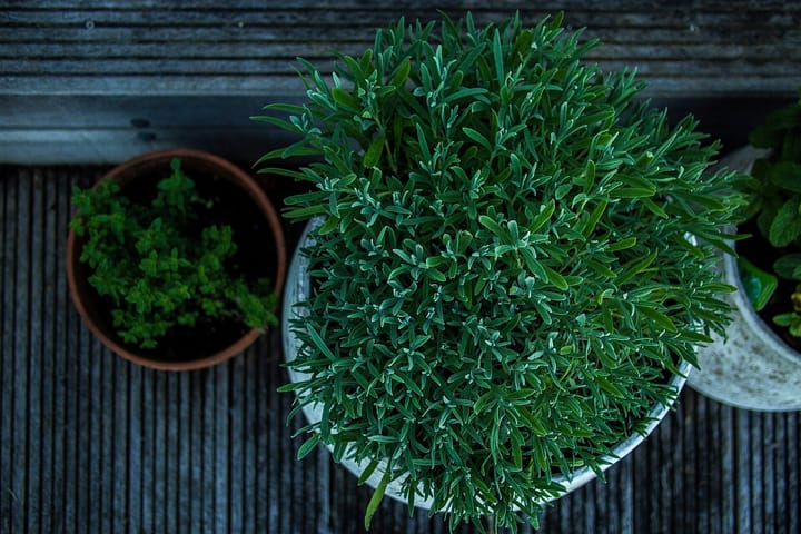 Seen from above, three potted herbs on a weathered wooden deck, a grey-green bushy plant in a large white pot between a small terracotta pot and a third pot at the edge.